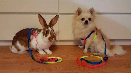 Adjustable Rainbow color Pet Dog Leash