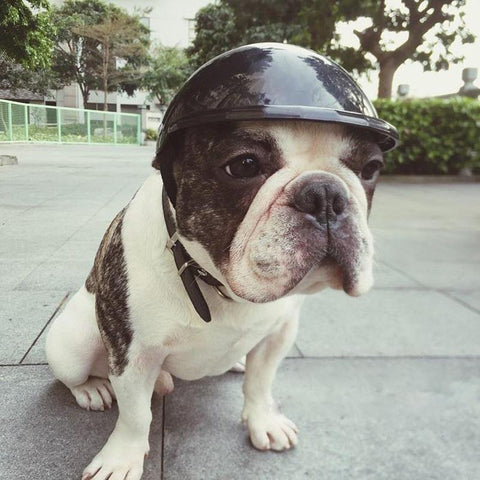 ABS Doggie Costumes Accessories Puppy Motorcycle Protect Dog  Helmets Ridding Cap