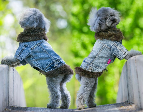 Denim Dog Clothes Winter Fur Collar Dog Coat Thick Warm Pet Clothes Jeans