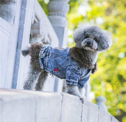 Denim Dog Clothes Winter Fur Collar Dog Coat Thick Warm Pet Clothes Jeans