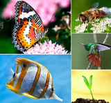 Universal 3 in 1 Clip on Macro Wide Angle Fish Eye Kit cellular Phone camera Lens For iPhone/Samsung/Sony/HuaWei/XiaoMi/HTC