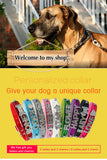 Bling Personalized Pet Dog Collar Rhinestone Customized Free Name Diamond Bucklet XS S M L