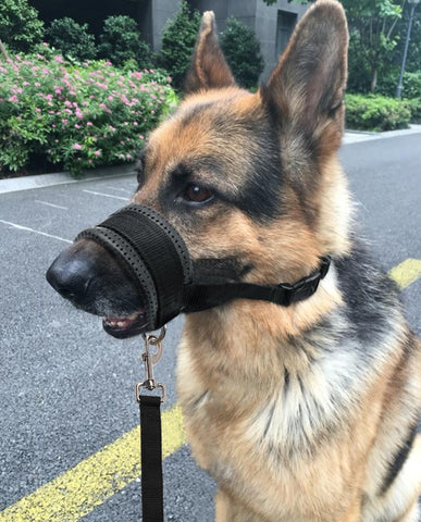 Soft Padded Pet Head Collar Champion Dog Training Halter Nylon Dog Muzzle Loop Stops Dog Pulling Training Tool