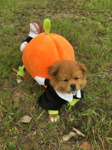 Funny Pumpkin Halloween Dog Costumes