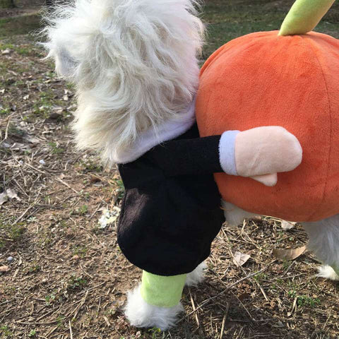 Funny Pumpkin Halloween Dog Costumes